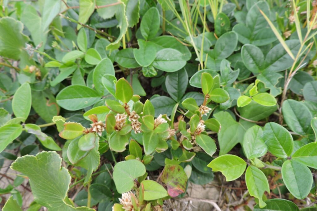 planta-brasileira-mostra-potencial-contra-inflamacao-e-dor-da-artrite