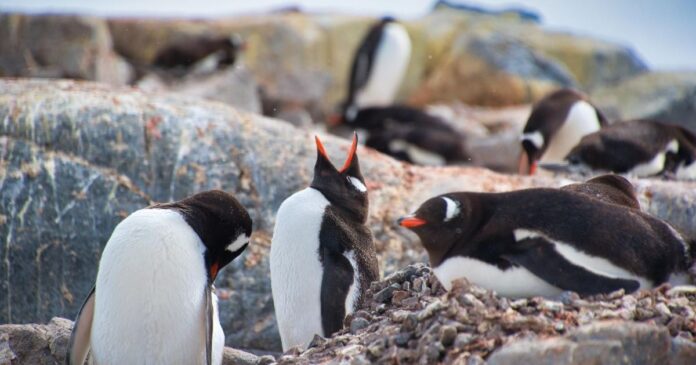 fome-mata-62-mil-pinguins-africanos-e-poe-especie-a-beira-da-extincao