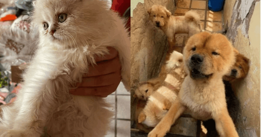 suspeita-de-maus-tratos-a-121-animais-e-presa-no-ma-apos-investigacao-no-ce