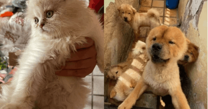 suspeita-de-maus-tratos-a-121-animais-e-presa-no-ma-apos-investigacao-no-ce