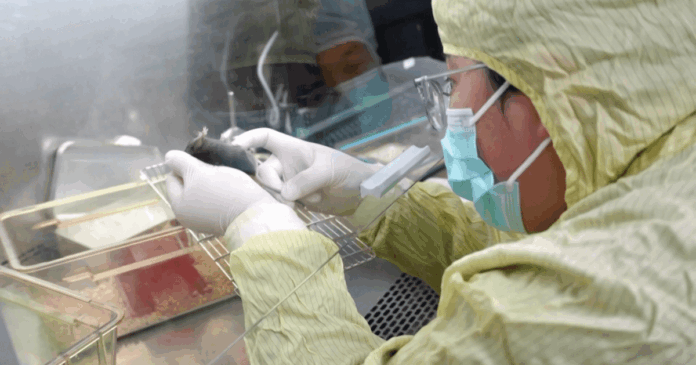 camundongo-da-a-luz-filhotes-apos-15-dias-em-missao-espacial