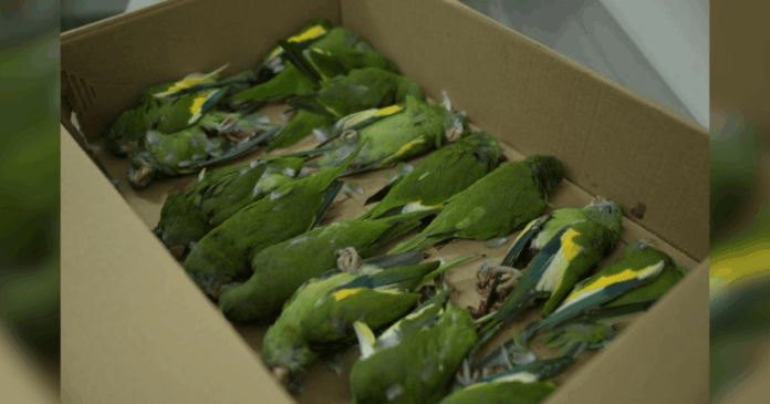 aves-sao-resgatadas-apos-serem-atropeladas-em-manaus