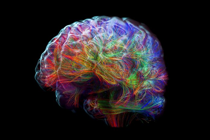 seu-cerebro-para-de-se-desenvolver-aos-25-anos?-neurociencia-explica