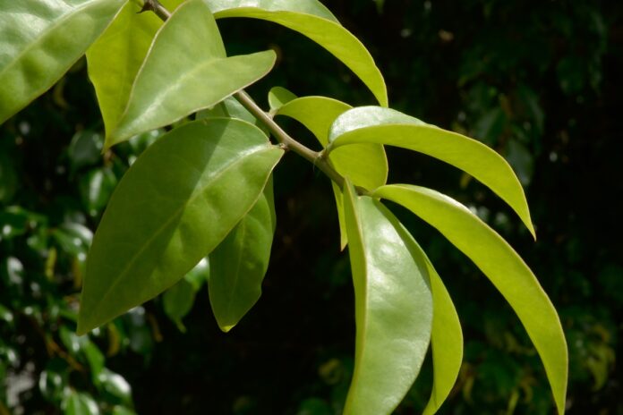 ora-pro-nobis:-conheca-os-beneficios-da-planta-para-a-saude