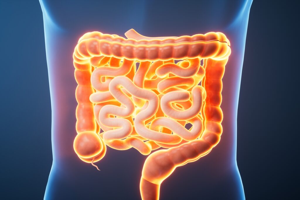 estudo-indica-que-ha-uma-forma-de-regenerar-o-intestino-envelhecido