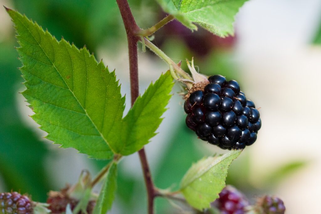 nutricionistas-listam-beneficios-e-como-fazer-o-suco-de-folha-de-amora