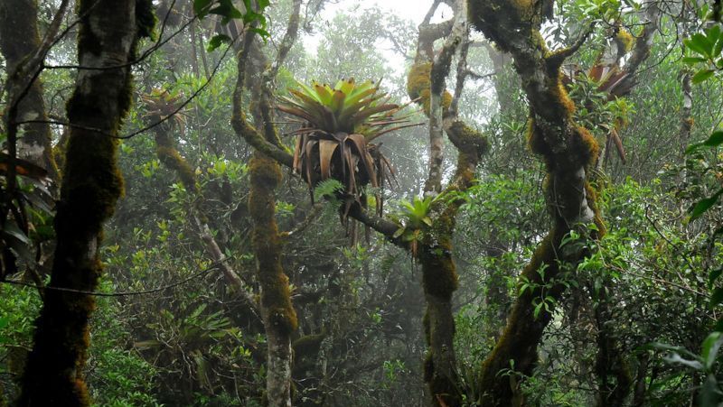 bromelias-enriquecem-o-solo-e-promovem-a-diversidade-de-plantas-na-floresta