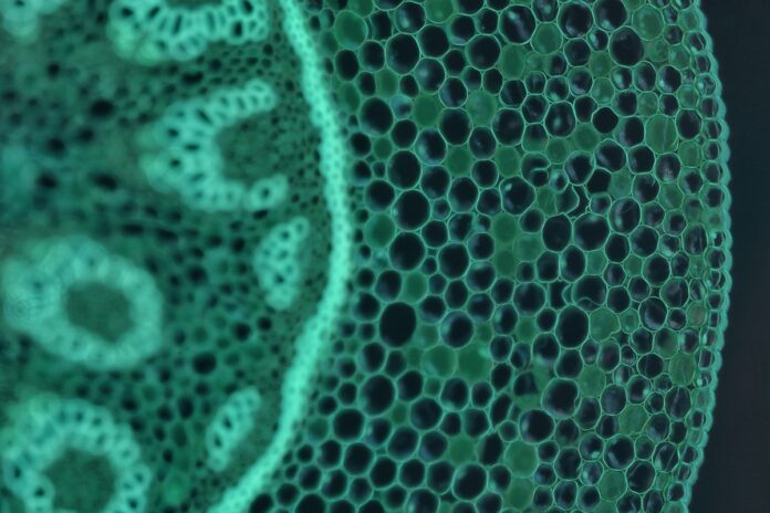 milhoes-de-celulas-da-sua-mae-ainda-vivem-em-voce,-sugere-estudo