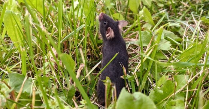 estudo:-vida-fora-da-gaiola-“reinicia”-o-cerebro-de-ratos-de-laboratorio