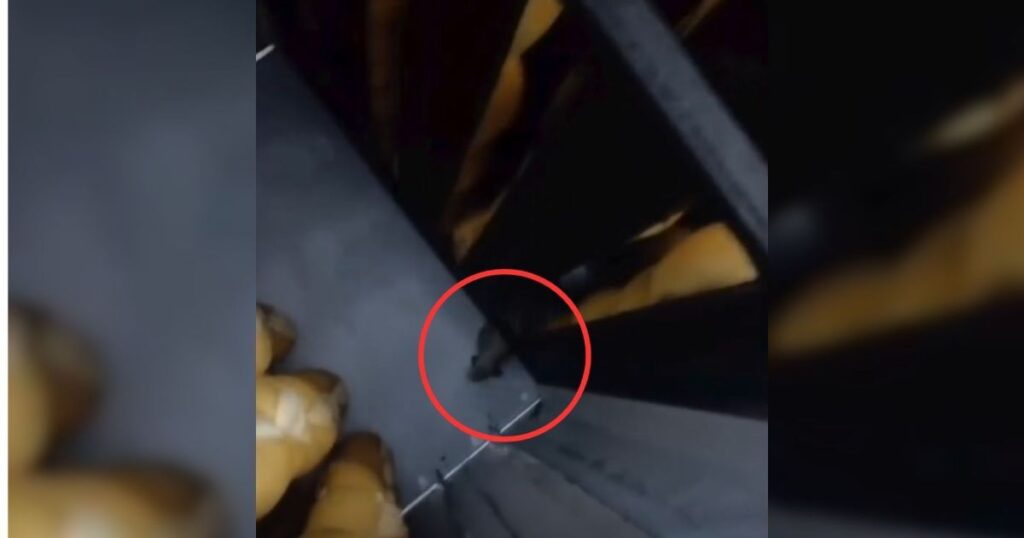 video:-ratos-“andam”-entre-paes-e-dono-de-supermercado-e-preso-em-go