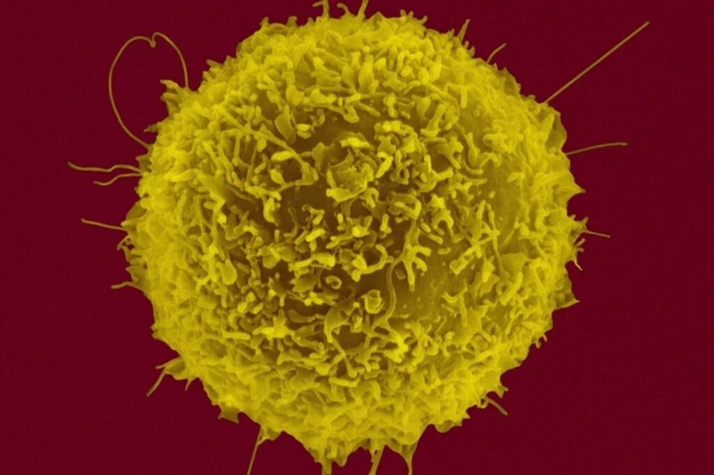sistema-imunologico-e-diferente-entre-populacoes,-sugere-estudo