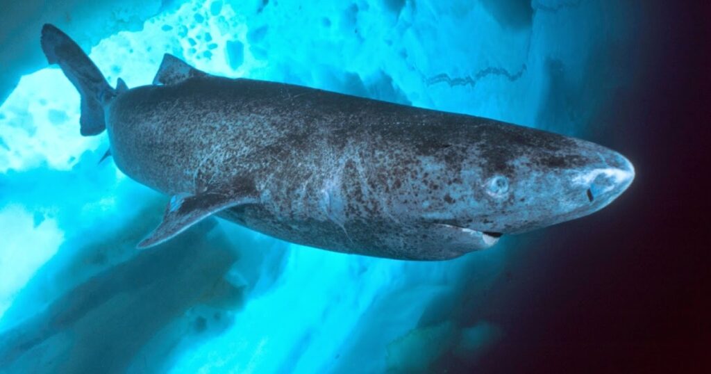 tubaroes-da-groenlandia-vivem-400-anos-e-enxergam-bem;-estudo-descobre-como