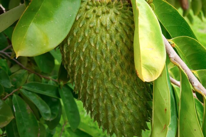 “bomba-da-juventude”:-nutricionistas-explicam-gelatina-de-fruta-famosa