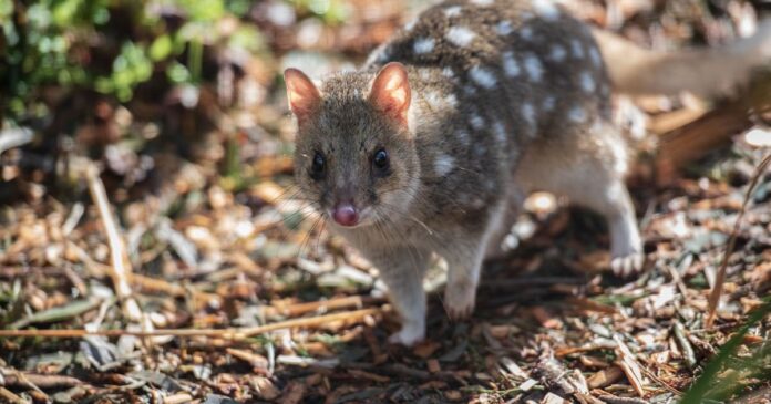 conheca-o animal louco-por-sexo-que-morre-de-exaustao-apos-uma-maratona