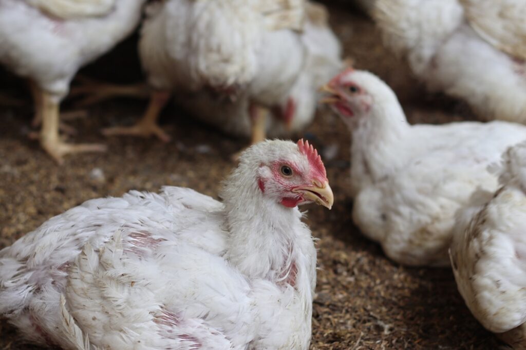 h9n2-pode-virar-pandemia?-saiba-por-que-cepa-da-gripe-aviaria-preocupa