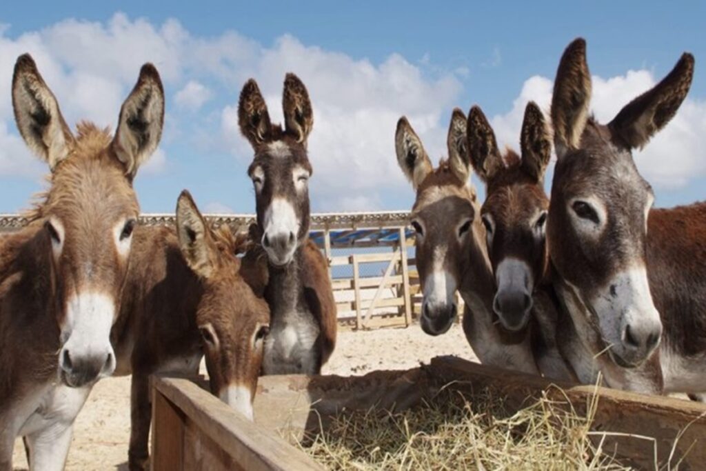 leite-de-jumenta-vira-aposta-para-saude,-cosmeticos-e-economia