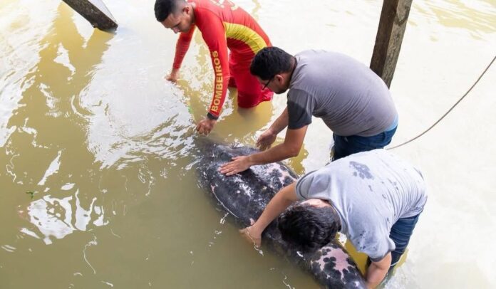 peixe-boi-com-sinais-de-desnutricao-e-resgatado-na-grande-belem