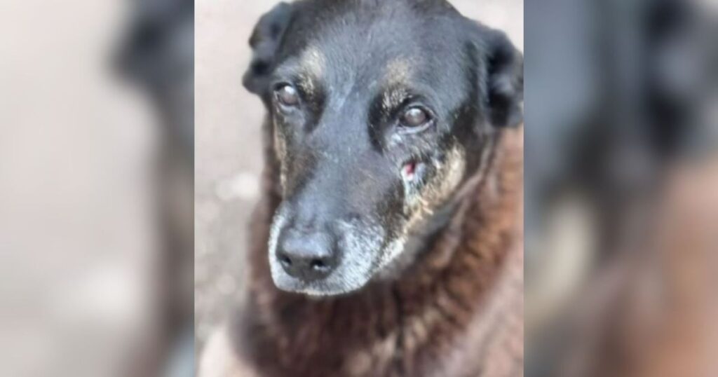 caso-orelha:-mp-pede-mais-esclarecimentos-sobre-internacao-de-menor