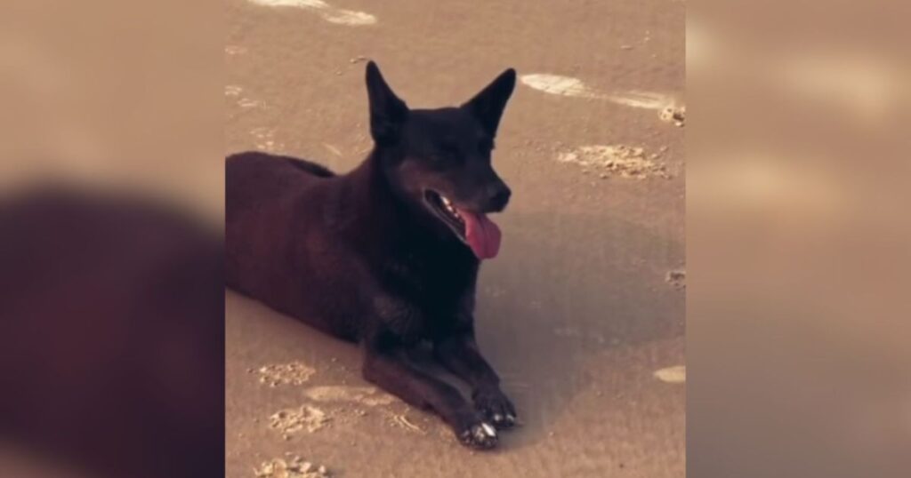 cao-orelha:-como-funciona-apreensao-de-passaporte-de-suspeito