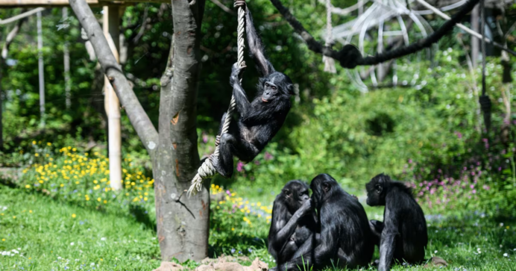 bonobos-sao-capazes-de-brincar-de-faz-de-conta,-assim-como-criancas-humanas
