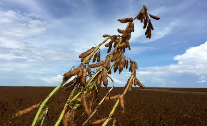 soja-opera-em-queda-apos-relatorio-neutro-do-usda