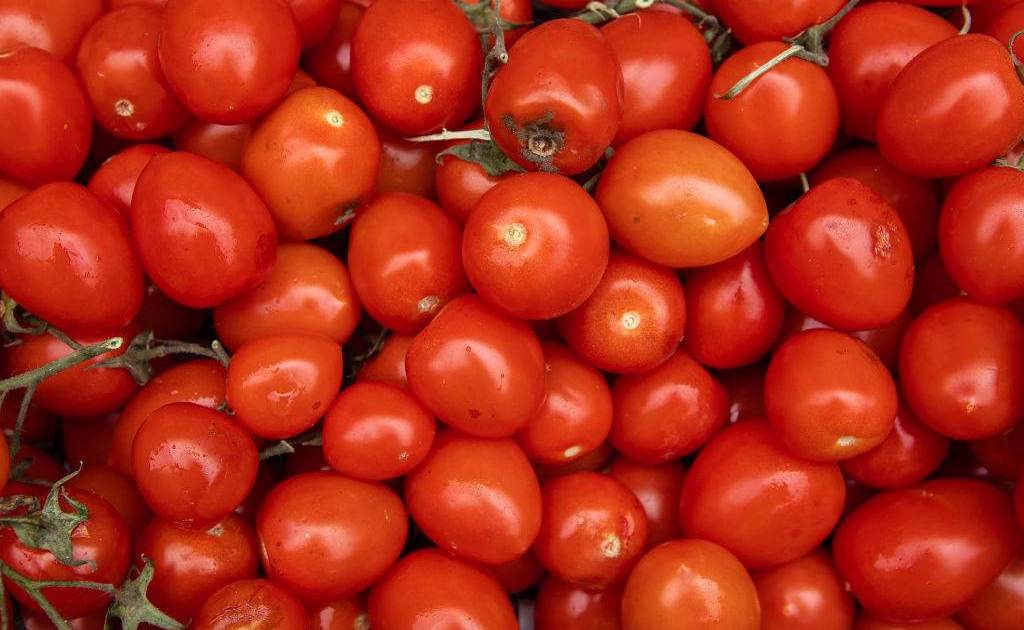 producao-de-tomate-bate-recorde,-mas-clima-desafia-producao-em-2026