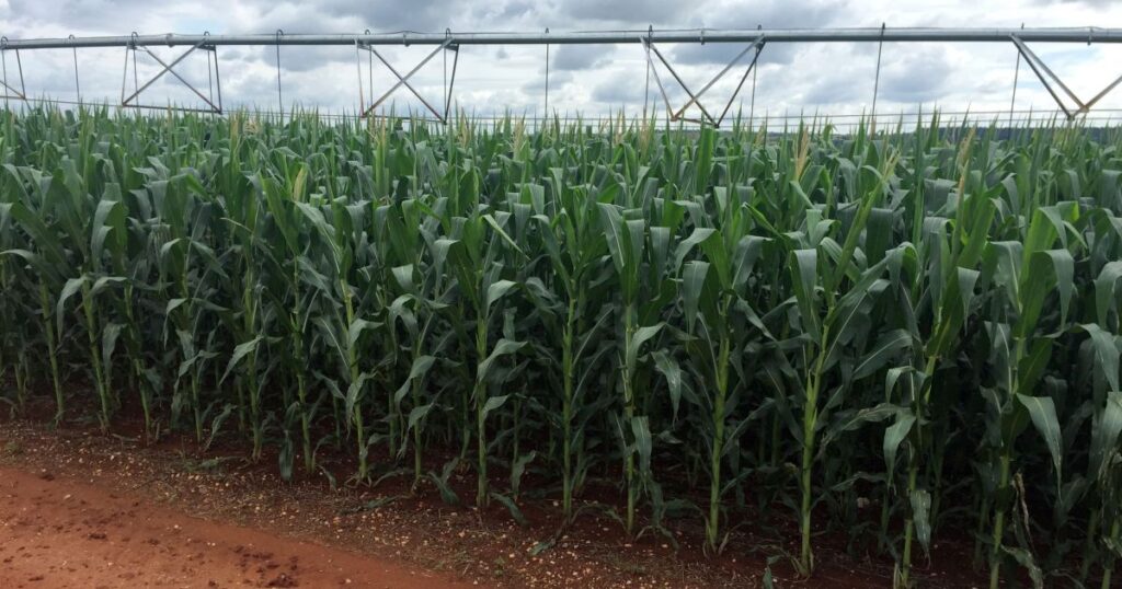 guerra-no-oriente-medio-nao-deve-afetar-exportacoes-de-milho