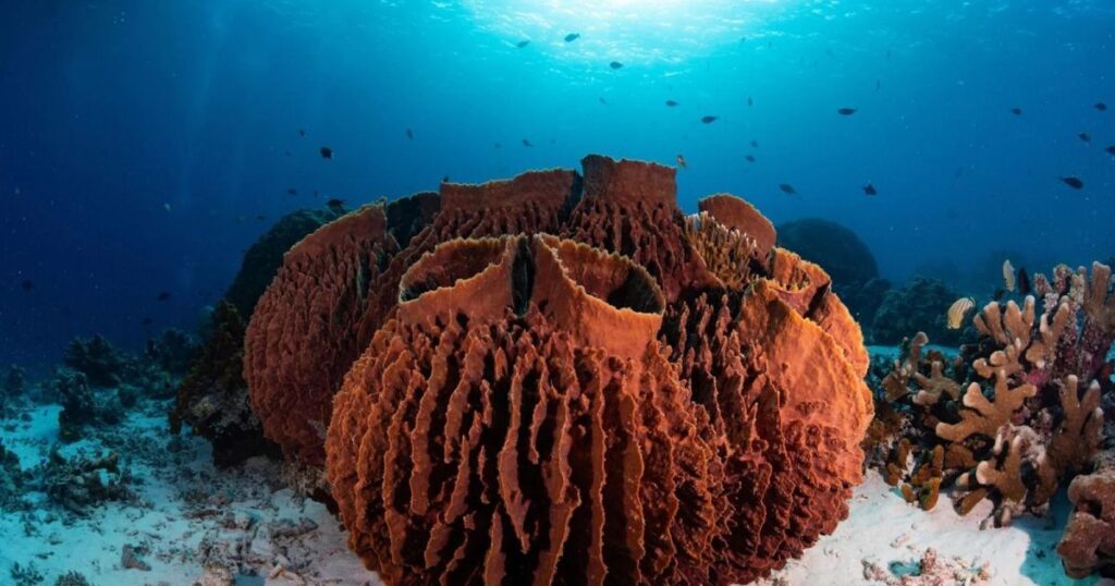 primeiros-animais-que-surgiram-na-terra-podem-ter-sido-esponjas