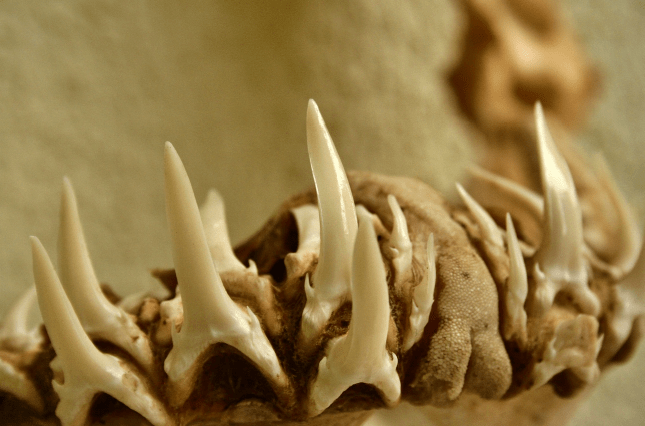‘dentadura’-de-tubarao:-cientistas-brasileiros-estudam-dentes-do-animal