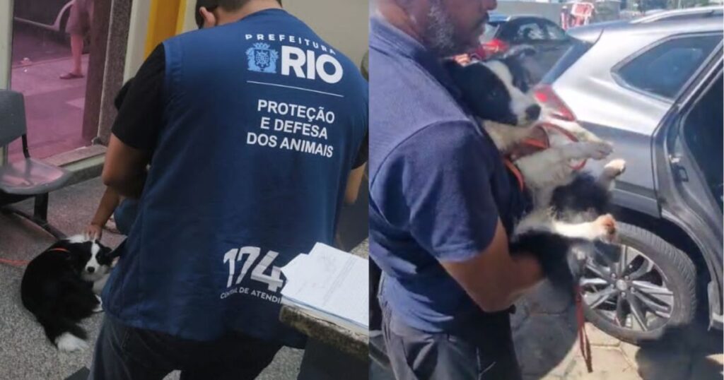 cachorro-e-resgatado-apos-ser-abandonado-dentro-de-carro-no-rio