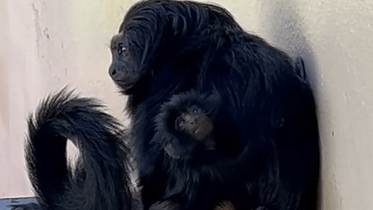 surpreendente-mico-leao-preto-nasce-em-sp;-veja-video