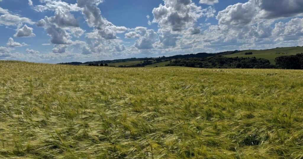 ambev-cria-nova-politica-e-incentiva-producao-de-cevada-no-sul