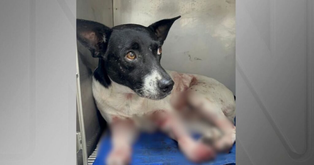 cao-e-baleado-no-rj;-estado-registra-recorde-de-denuncia-de-maus-tratos