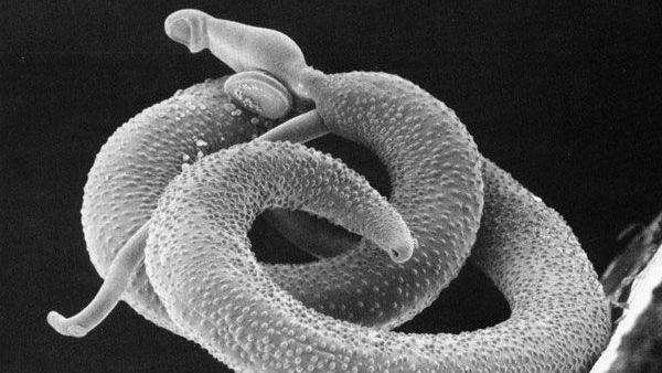 estudo-mapeia-potenciais-alvos-geneticos-contra-a-esquistossomose