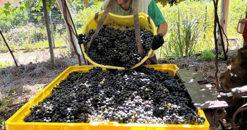 vinicola-aurora-registra-maior-safra-de-uvas-da-historia