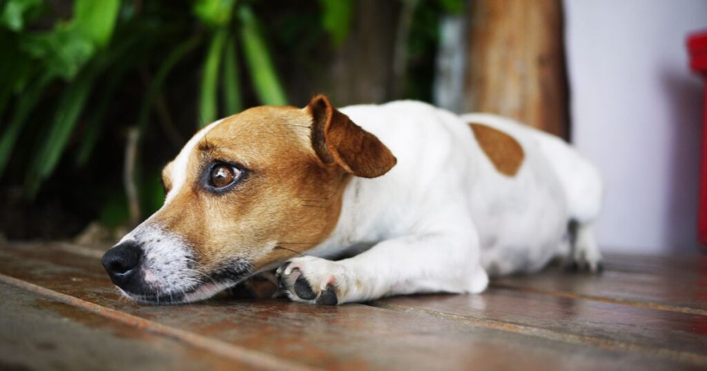 ansiedade-de-separacao-em-pets:-saiba-como-ajudar