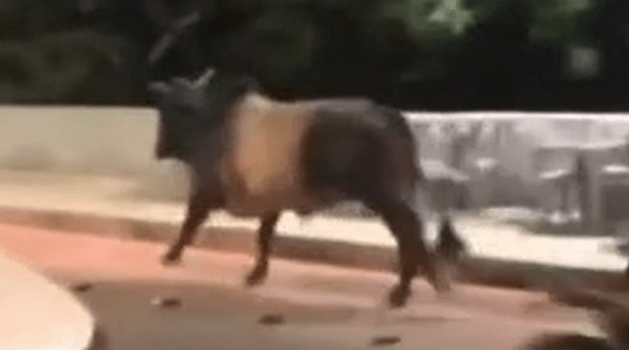 touro-foge-de-festa-no-espirito-santo-e-e-capturado-em-minas-gerais