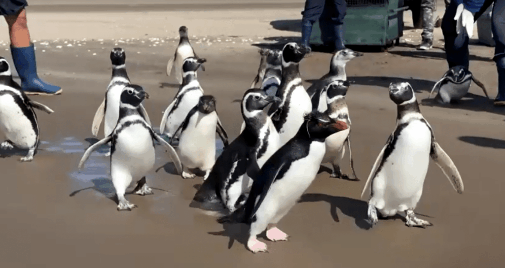 video:-pinguins-retornam-ao-mar-na-argentina-apos-meses-em-reabilitacao