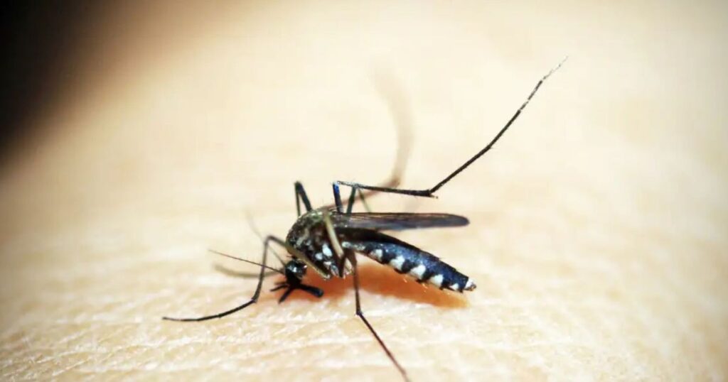 febre-amarela-pode-levar-metade-dos-casos-graves-a-obito,-diz-especialista