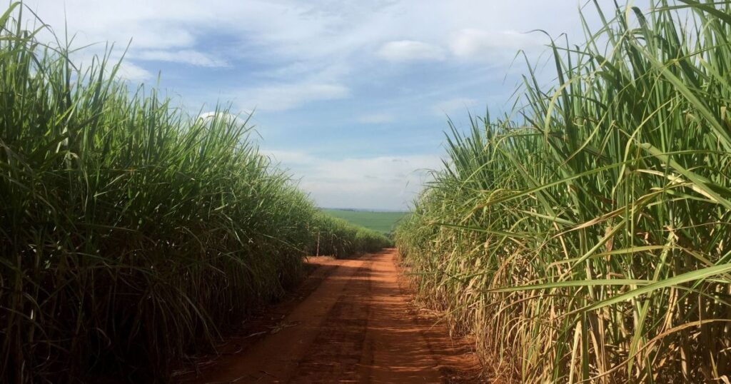 precos-do-etanol-caem-em-7%-com-cenario-favoravel-ao-aumento-da-oferta