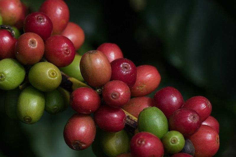 cacau,-cafe-e-algodao-caem-na-abertura-da-bolsa-de-nova-york