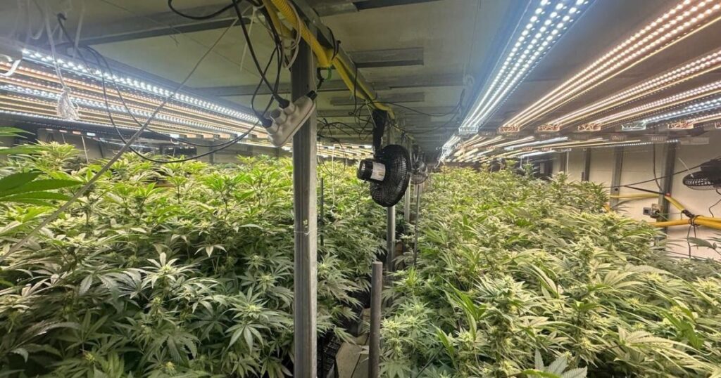 mega-plantacao-de-maconha-e-descoberta-em-predio-na-grande-sao-paulo
