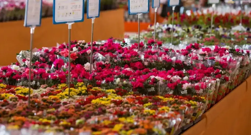 dia-das-maes-impulsiona-vendas-de-flores-em-10%-no-brasil