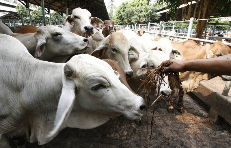 mapa-atualiza-regras-para-uso-de-antimicrobianos-na-producao-animal