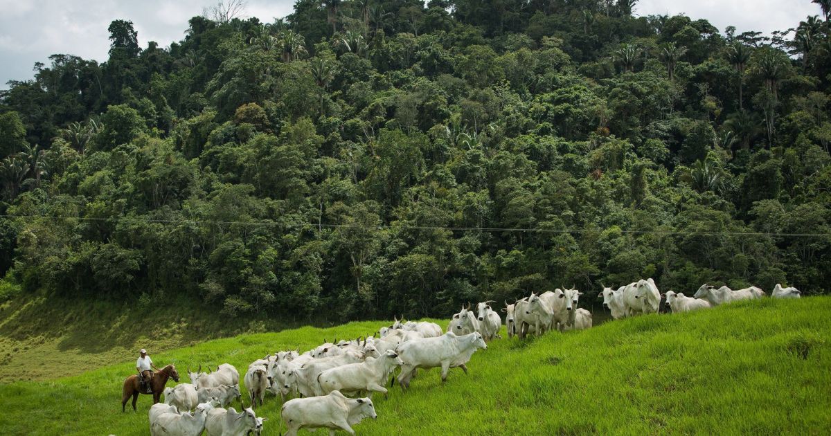 brasil-projeta-queda-de-ate-92,6%-em-emissoes-da-pecuaria-ate-2050