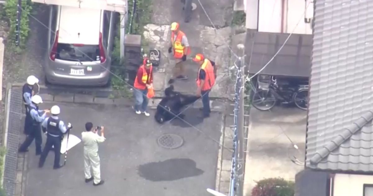 urso-que-causou-fechamento-de-escolas-no-japao-e-capturado