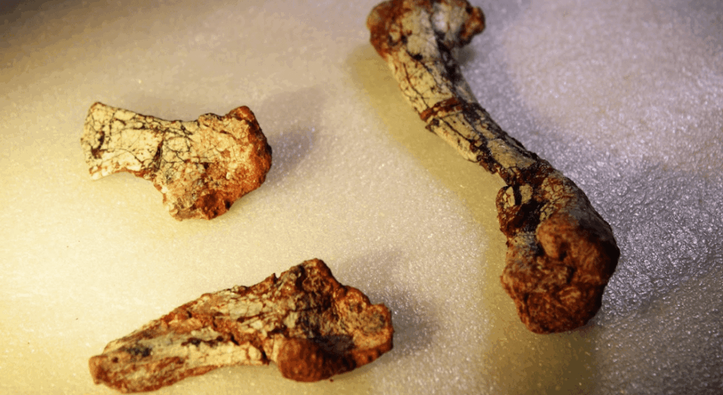 fossil-de-especie-anterior-aos-dinossauros-e-descoberta-no-brasil