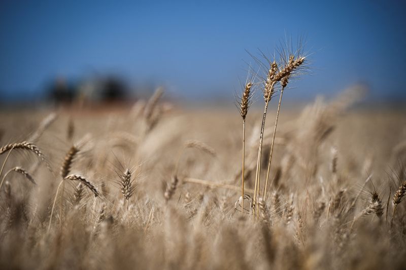 especialistas-preveem-el-nino-positivo-para-safra-argentina