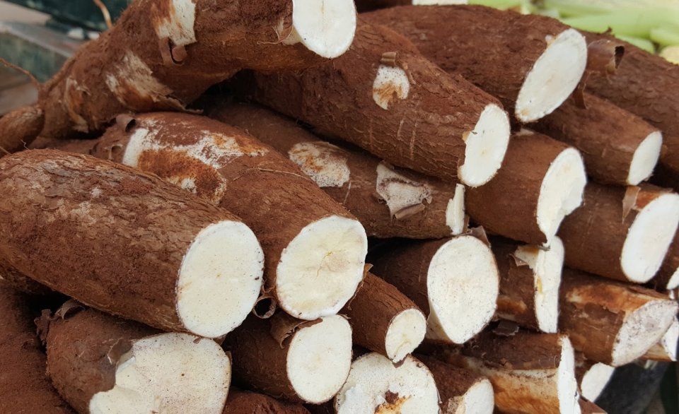 el-nino-pode-afetar-oferta-de-mandioca-e-pressionar-produtores-e-industrias