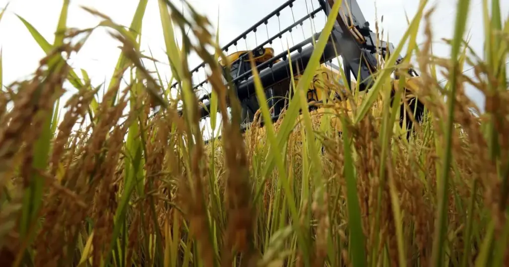Tarifaço: Arroz, mel e etanol serão taxados por trabalho forçado